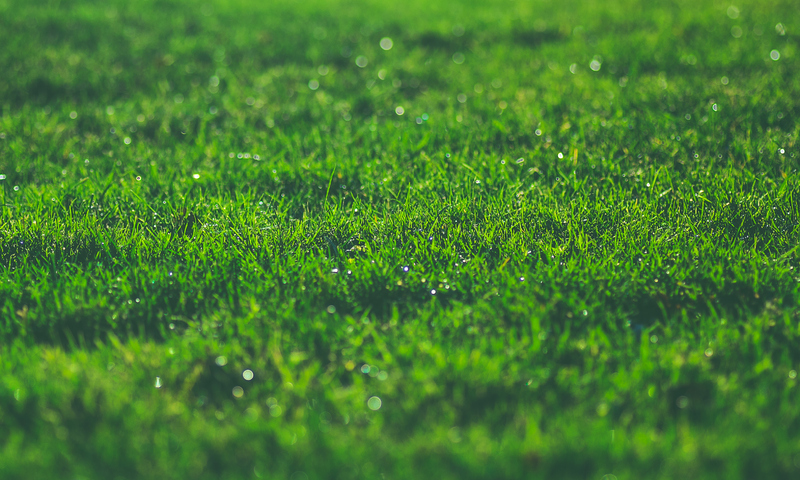 8 Tips for A Luscious Lawn