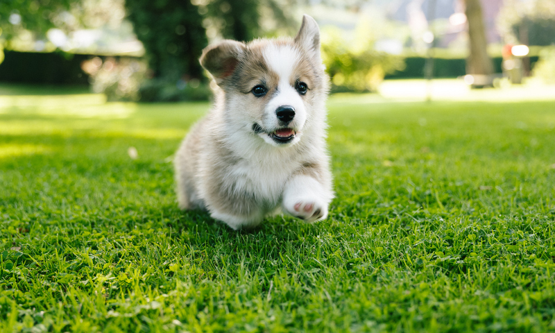 Running fluffy pembroke welsh corgi puppy